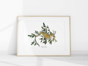 Leafy Sea Dragon