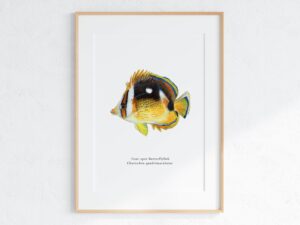 Four-Spot Butterflyfish