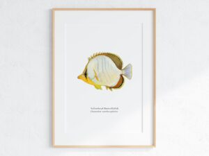 Yellowhead Butterflyfish