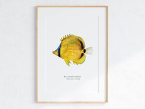 Dotted Butterflyfish