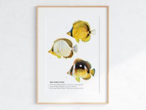 Butterflyfish Poster