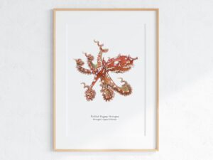 Frilled Pygmy Octopus