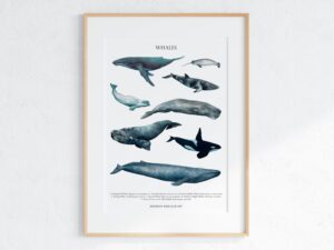 Whale Poster
