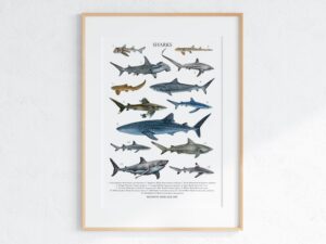 Sharks Poster