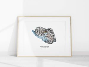 Striped Pajama Squid