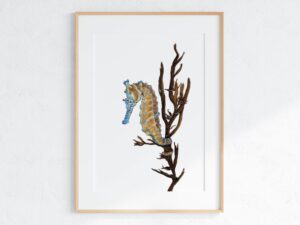 Western Australian Seahorse